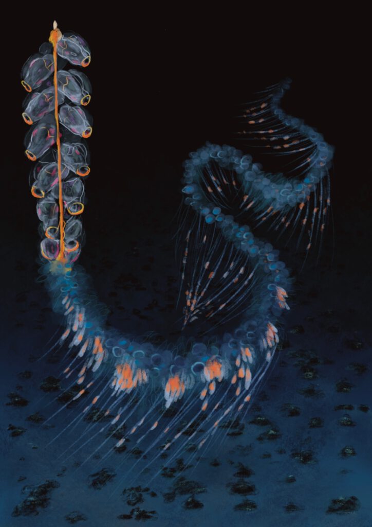 Deepwave Cover